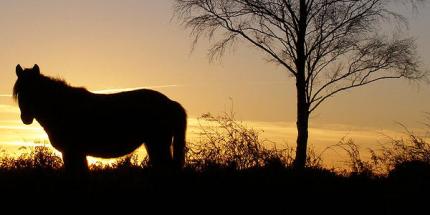 New Forest pony © Creative Commons/treehouse1977