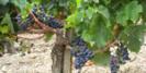 Bordeaux vineyards © WTG / Coralie Modschiedler