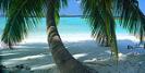 Maldives palm © Creative Commons/photoSG