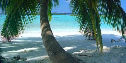 Maldives palm © Creative Commons/photoSG