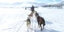 Experience the thrill of dog sledding in Sweden © Wolfgang Greiner