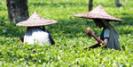 Tea pickers at work in Assam © Craig Fast