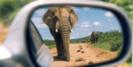 Addo National Park is close to the host city of Port Elizabeth © Creative Commons / exfordy