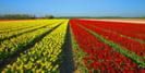 Holland Flower Route © Creative Commons / ingo.ronner