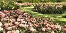 Rose Garden at London's Grenwich Park © Anne Marie Briscombe