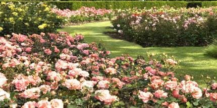 Rose Garden at London's Grenwich Park © Anne Marie Briscombe