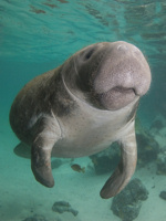 Get friendly with an adorable manatee