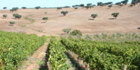 Explore the earthy Alentejo wine region