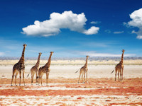 Explore Namibia's wild landscape
