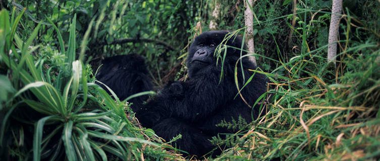 Rwanda has one of the world's largest gorilla populations