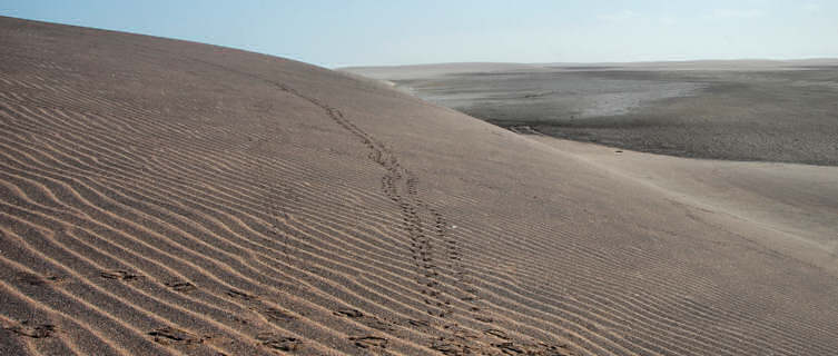 Animal tracks, desert, Angola