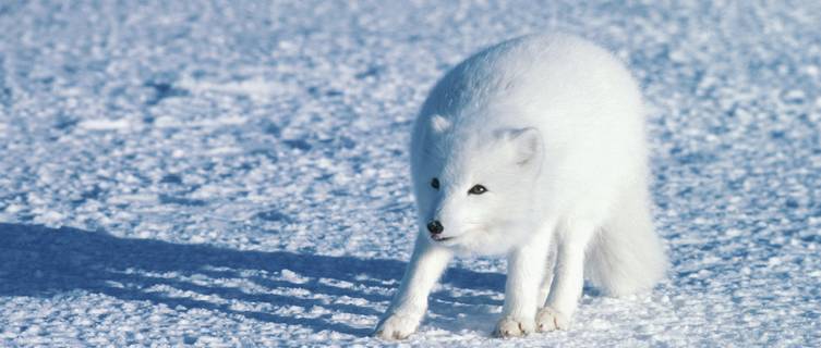 Arctic foxes are seen during Manitoba's winters