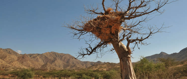 Baobab tree used as a haystack, Eritrea