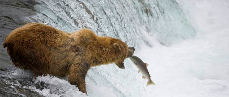 Bear catching salmon, Alaska