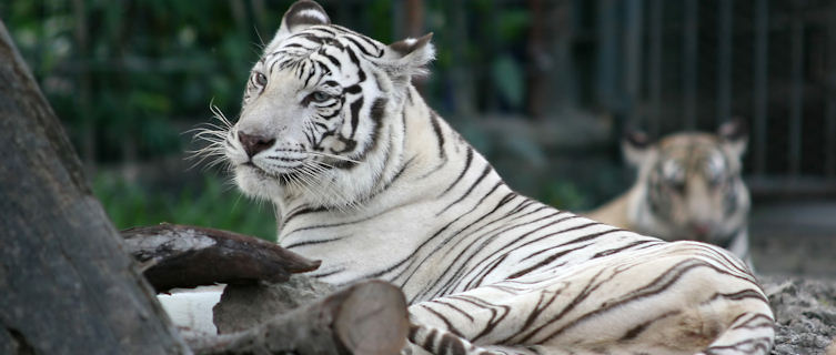 Bengal Tiger, native to Bagladesh