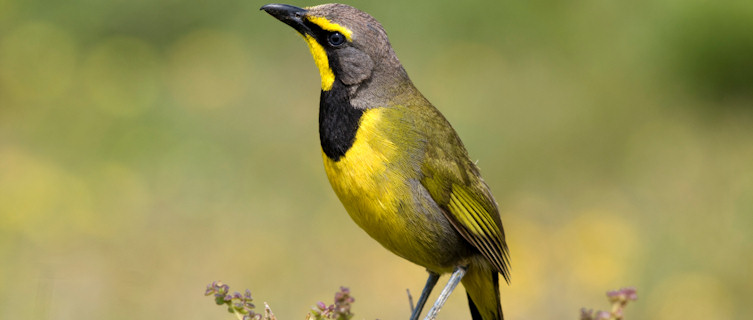 Bird-watching is popular in Mozambique