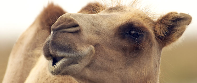 Camel in Kuwait