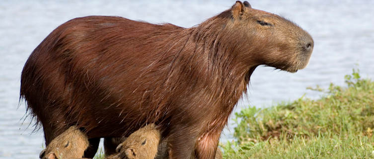 Capybara found at Los Llanos