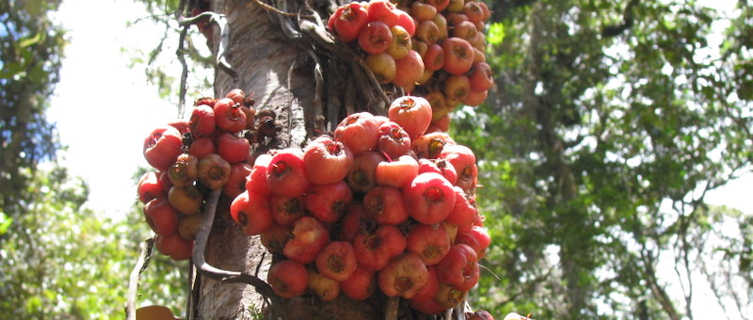 Cauliflorus tree, Kokoda Track, Papua New Guinea