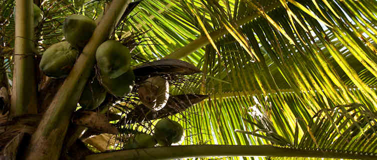 Coconut tree, Saba