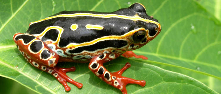 Colourful tree frog in Congo