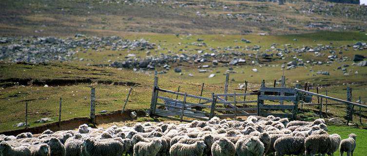 Corral of sheep, Port Stanley, Falkland Islands
