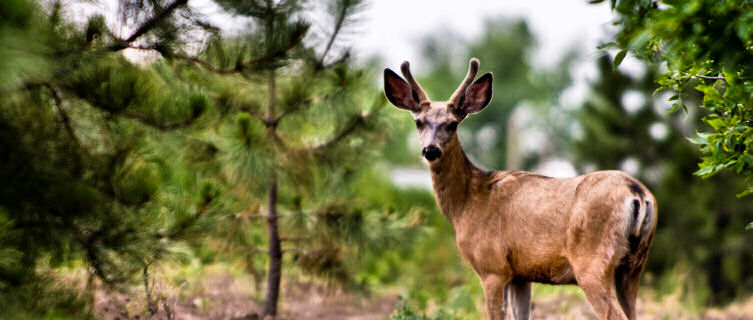 Deer, North Dakota