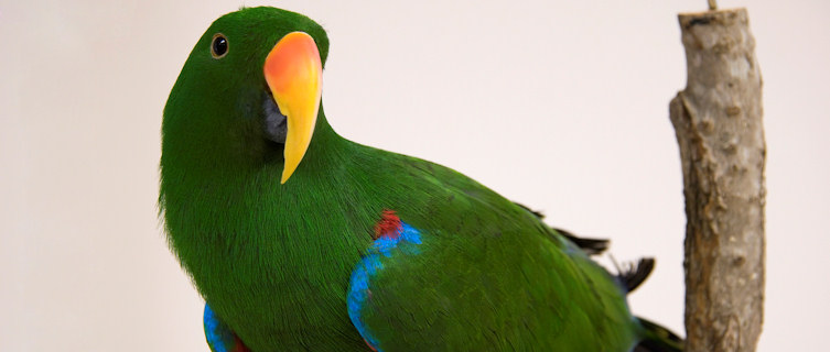 Electus Parrot, native to the Soloman Islands
