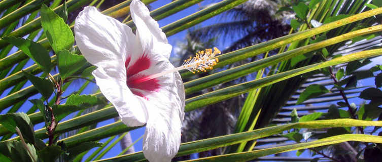 Flower, Tobago