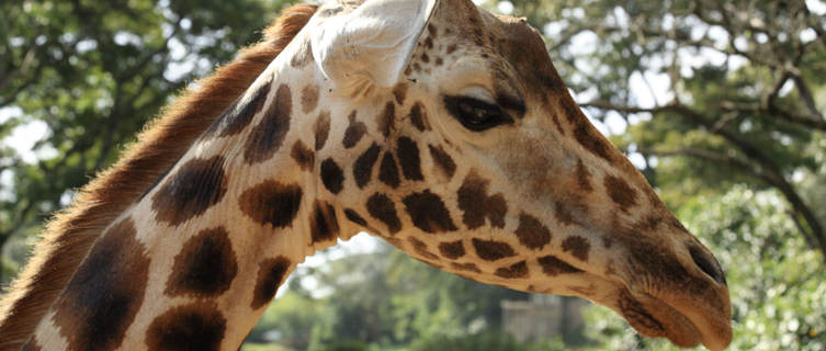 Giraffe, Nairobi