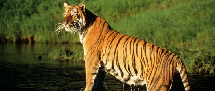 Go tiger spotting in Nepal