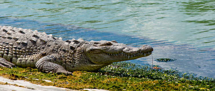 Kakadu National Park is renowned for its alligators