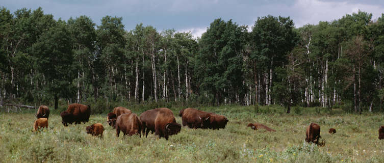 Manitoba is home of wild bison