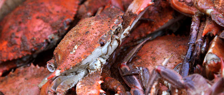 Marlyand Crabs