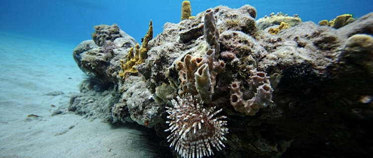 Martinique's reefs attract divers