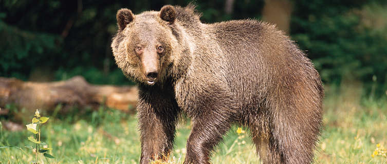 Montana is home to grizzy bears