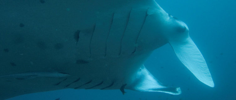 Mozambique's manta rays attract divers