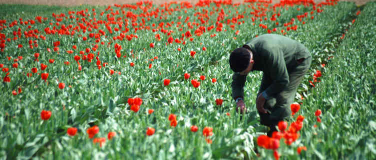 Netherlands's world-famous tulips