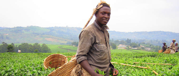 Picking Tea in Uganda