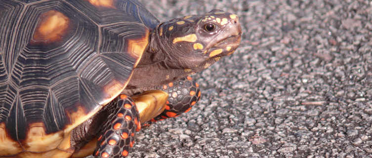 Red leg tortoise, French Guiana