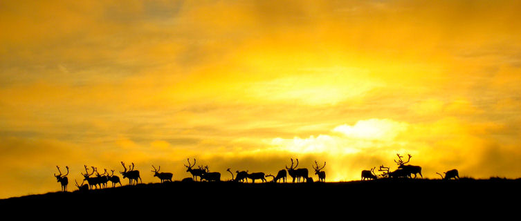 Reindeers in Pykeija's midnight sun, Norway