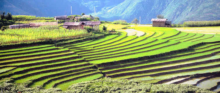 Rice paddies, Bhutan