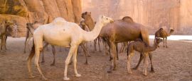 Camels in the mountain deserts of Chad