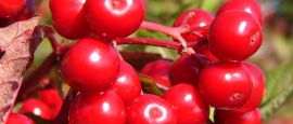 Red Berries, Nova Scotia