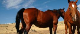Wyoming horses