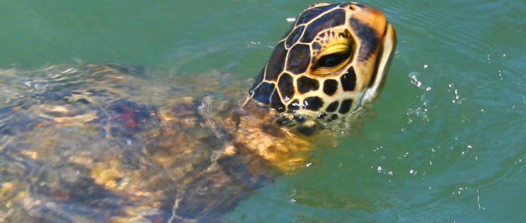Sea turtle, Samoa