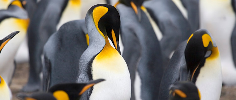 South Georgia has four penguin species