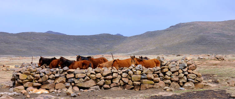 Stone corral and horses in Lesotho