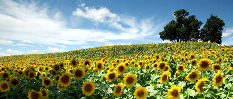 Sunflower field, Kansas