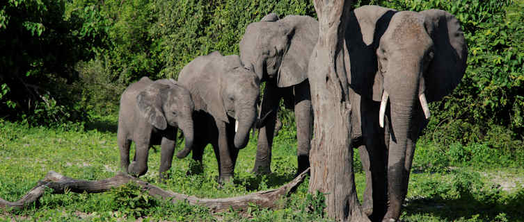 Zambia is well regarded for its safarri tours